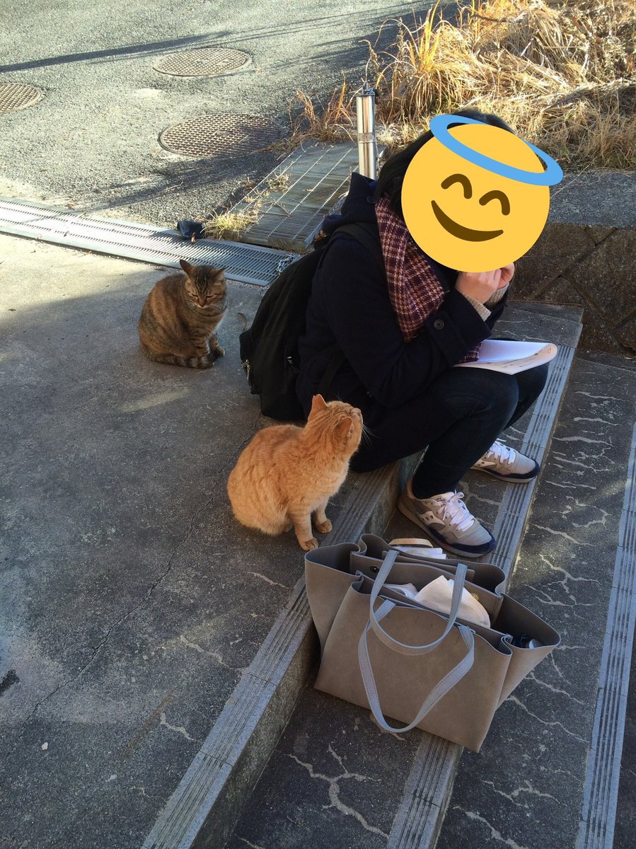 私のいた大学にはお猫様が住み着いてて、雪の日に彼らの居住区域に踏み込むと鳴きながら寄ってくるんだよ…(画像は博多通りもんを食べている私をガン見する猫と、私が振り向くと同時に素知らぬ顔する猫です) 