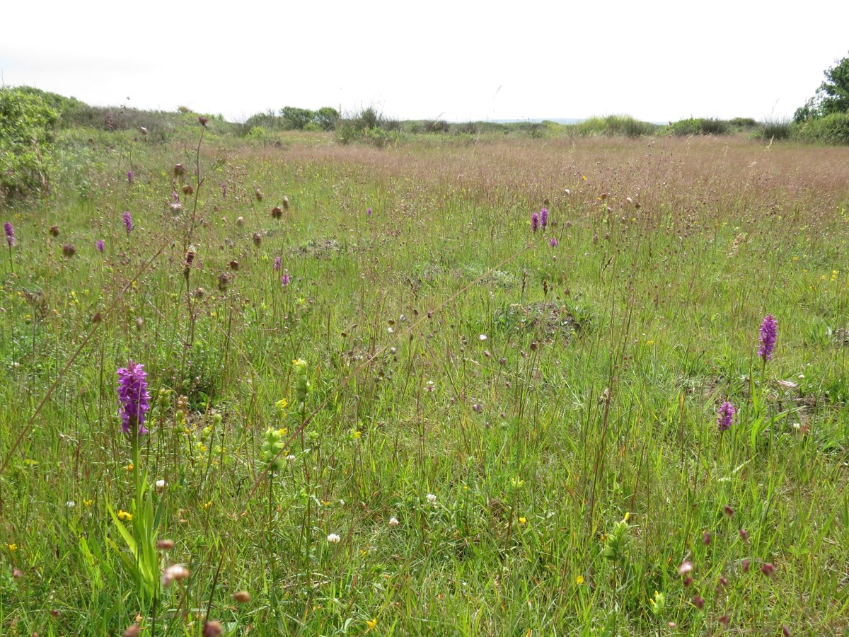 BTEcology's tweet photo. @SauntonGolfClub Devon what a #golfcourse what a #naturereserve forms part of the wider Braunton Burrows SAC #golfcourseecology #GEA20 #countryfile https://t.co/FzeIF654xl