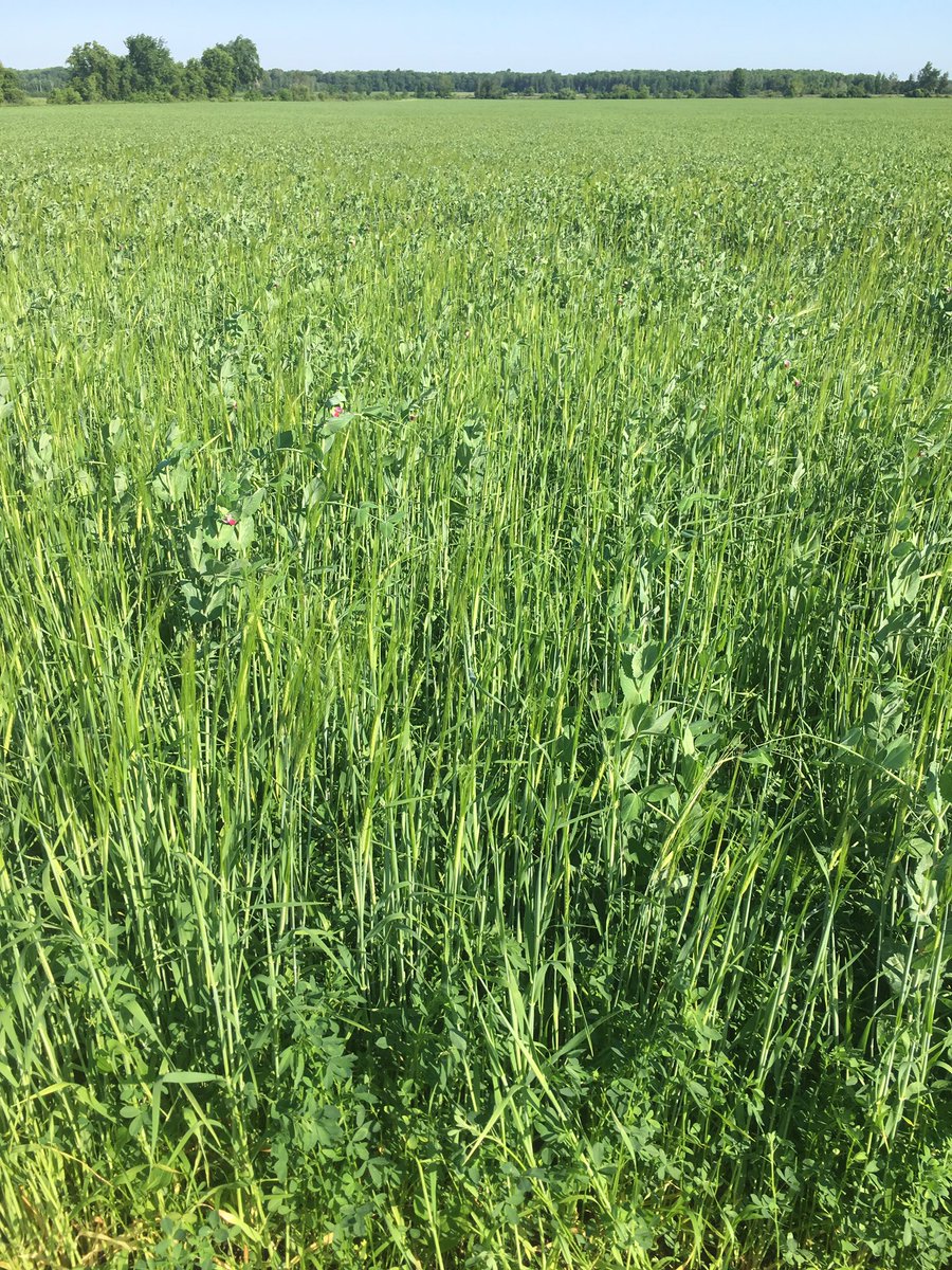 CarrieMdairy's tweet photo. 🤩🤩Checkout this field of @QualitySeedsLtd Silobuster under seeded with 90/7/3 Dominator Alfalfa 🤩🤩 @CharlesWert1 @farm368 #fieldsthatyield #silage #OntAg https://t.co/e7tbeAp1RX