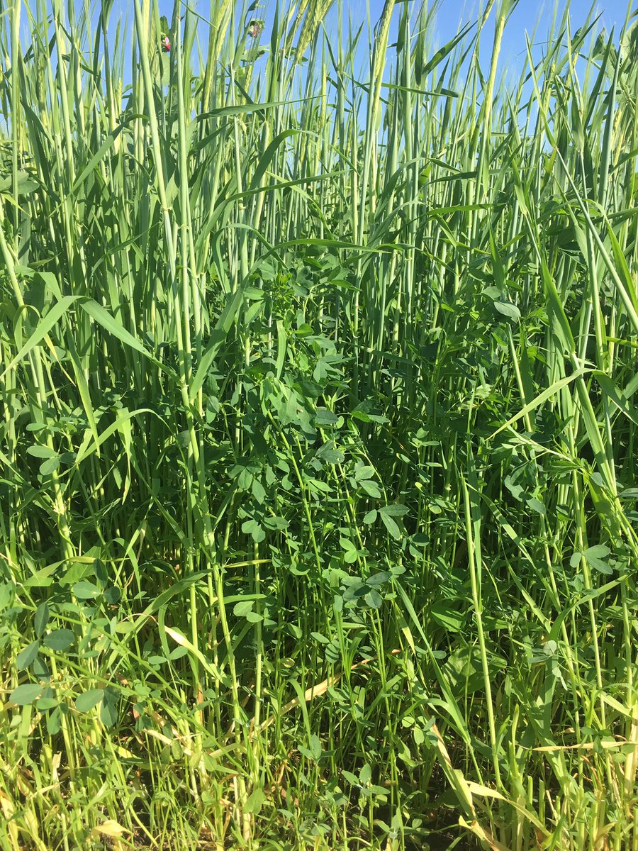 CarrieMdairy's tweet photo. 🤩🤩Checkout this field of @QualitySeedsLtd Silobuster under seeded with 90/7/3 Dominator Alfalfa 🤩🤩 @CharlesWert1 @farm368 #fieldsthatyield #silage #OntAg https://t.co/e7tbeAp1RX