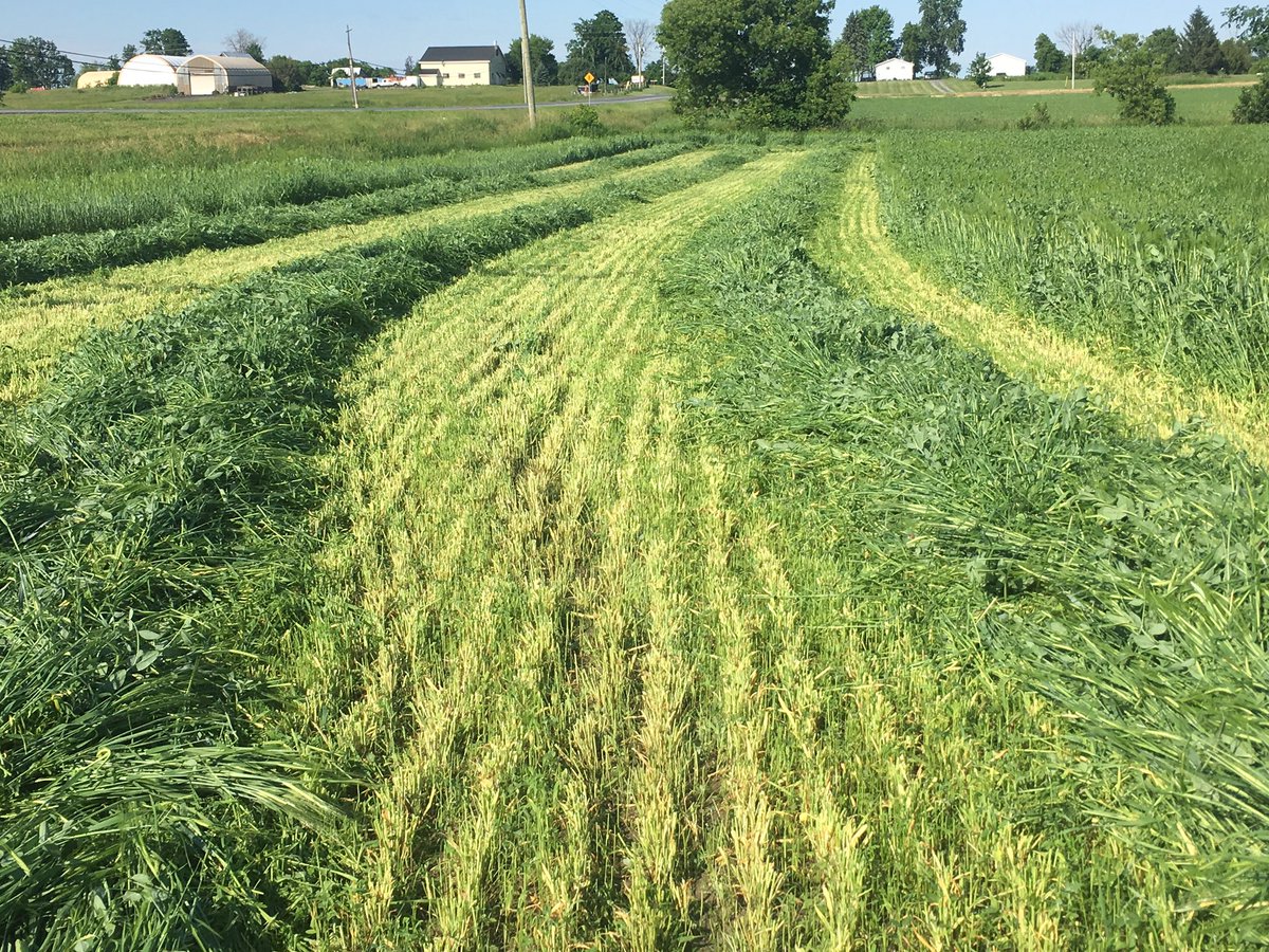 CarrieMdairy's tweet photo. 🤩🤩Checkout this field of @QualitySeedsLtd Silobuster under seeded with 90/7/3 Dominator Alfalfa 🤩🤩 @CharlesWert1 @farm368 #fieldsthatyield #silage #OntAg https://t.co/e7tbeAp1RX