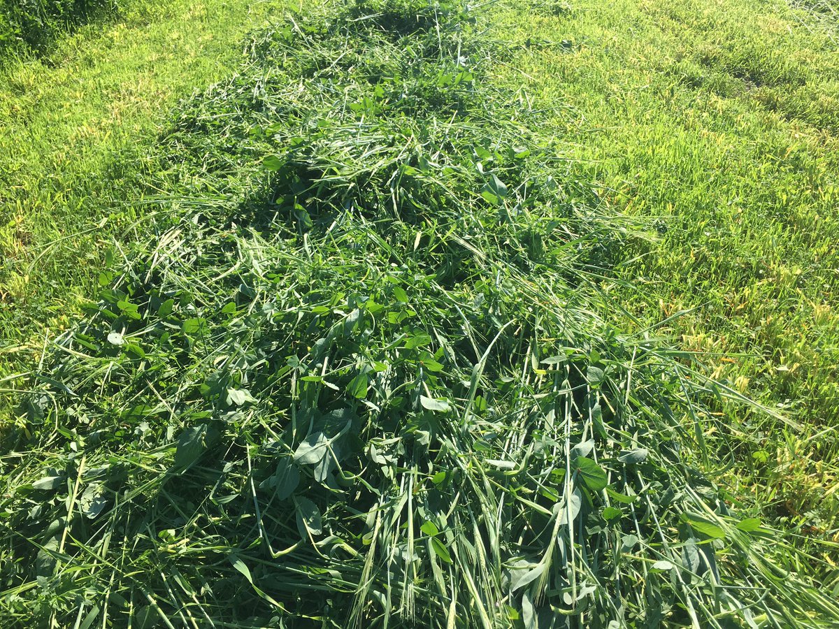 CarrieMdairy's tweet photo. 🤩🤩Checkout this field of @QualitySeedsLtd Silobuster under seeded with 90/7/3 Dominator Alfalfa 🤩🤩 @CharlesWert1 @farm368 #fieldsthatyield #silage #OntAg https://t.co/e7tbeAp1RX