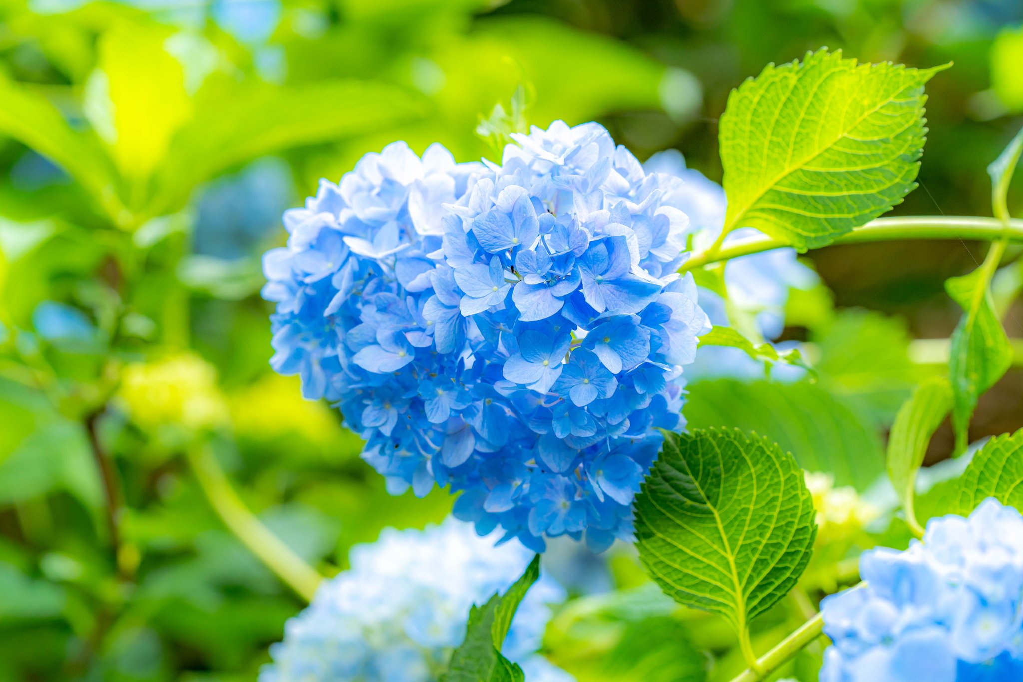 はじめ ライダー写真家 ハート型の紫陽花 信濃あじさい寺d ゝw チーム長野 チーム信州 おいでよ信州 紫陽花 アジサイ寺 東京カメラ部 Pashadelic Sony 梅雨 あじさい 弘長寺 T Co J38vgnw7p6 Twitter