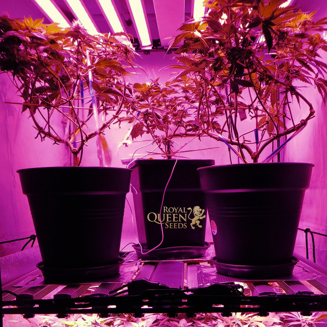 royalqueenseeds's tweet photo. #Microgrowing is the process of growing a small batch of cannabis in a limited space. The key is to give the strain the best posible conditions about: #air, #water and #light. 😁
Remember:
1. Choose the right strain: https://t.co/UyodkzKn95
2. Try some #training
Good luck! 😎 https://t.co/qRmSDJPqif