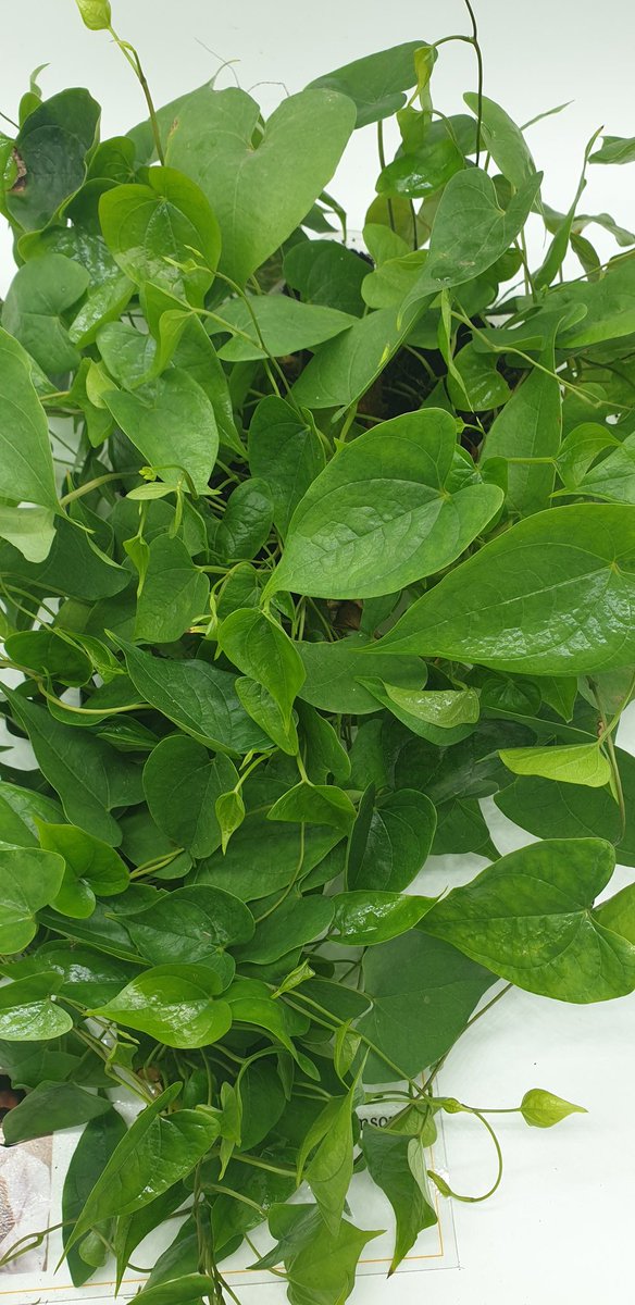 Samsonprolific's tweet photo. Yam Production

Most Nigerians believe that to plant yam you need to cut yam tubers, some still believe you need the head of yam. 

See picture, how many leaves can you count?

#ZeroHunger #foodsecurity #agriculture #soillessfarming https://t.co/ULVwGiIpRI