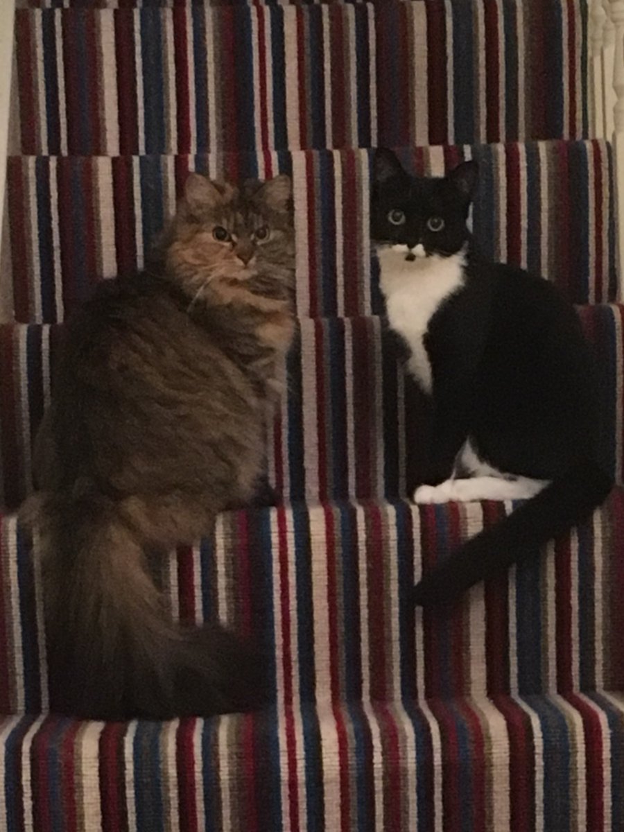 PenwithLP's tweet photo. For #PetsMonth we wanted to share some of the pets of @PenwithLP team, starting with these who belong to Programme Officer Claire. Mabel, left, is 3, she likes Cheese Dreamies and sleeping on a sunny window ledge. Martha, right, is 2, and likes leftover Porridge!! #CatsOfTwitter https://t.co/S0Iyp2MHzV