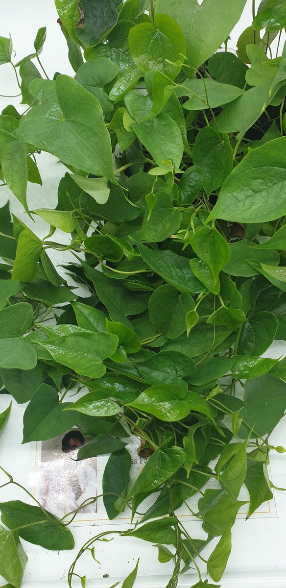 Samsonprolific's tweet photo. Yam Production

Most Nigerians believe that to plant yam you need to cut yam tubers, some still believe you need the head of yam. 

See picture, how many leaves can you count?

#ZeroHunger #foodsecurity #agriculture #soillessfarming https://t.co/ULVwGiIpRI