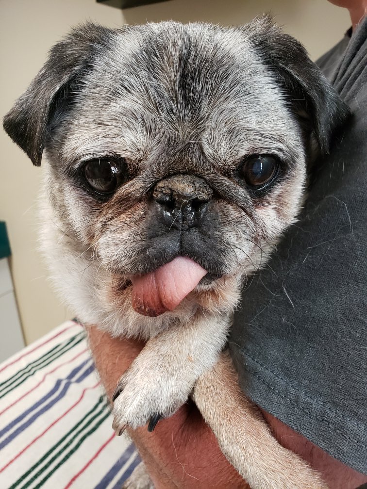 frodonubbins's tweet photo. My old girl is getting put down today 😢 Love you big time Emma Lee ❤️ https://t.co/9hT51nXCM5