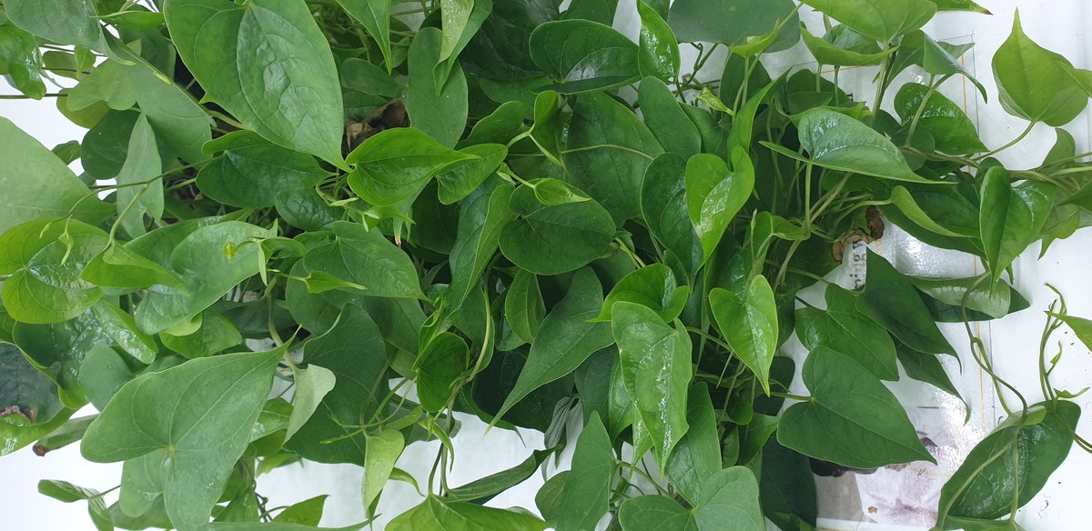Samsonprolific's tweet photo. Yam Production

Most Nigerians believe that to plant yam you need to cut yam tubers, some still believe you need the head of yam. 

See picture, how many leaves can you count?

#ZeroHunger #foodsecurity #agriculture #soillessfarming https://t.co/ULVwGiIpRI