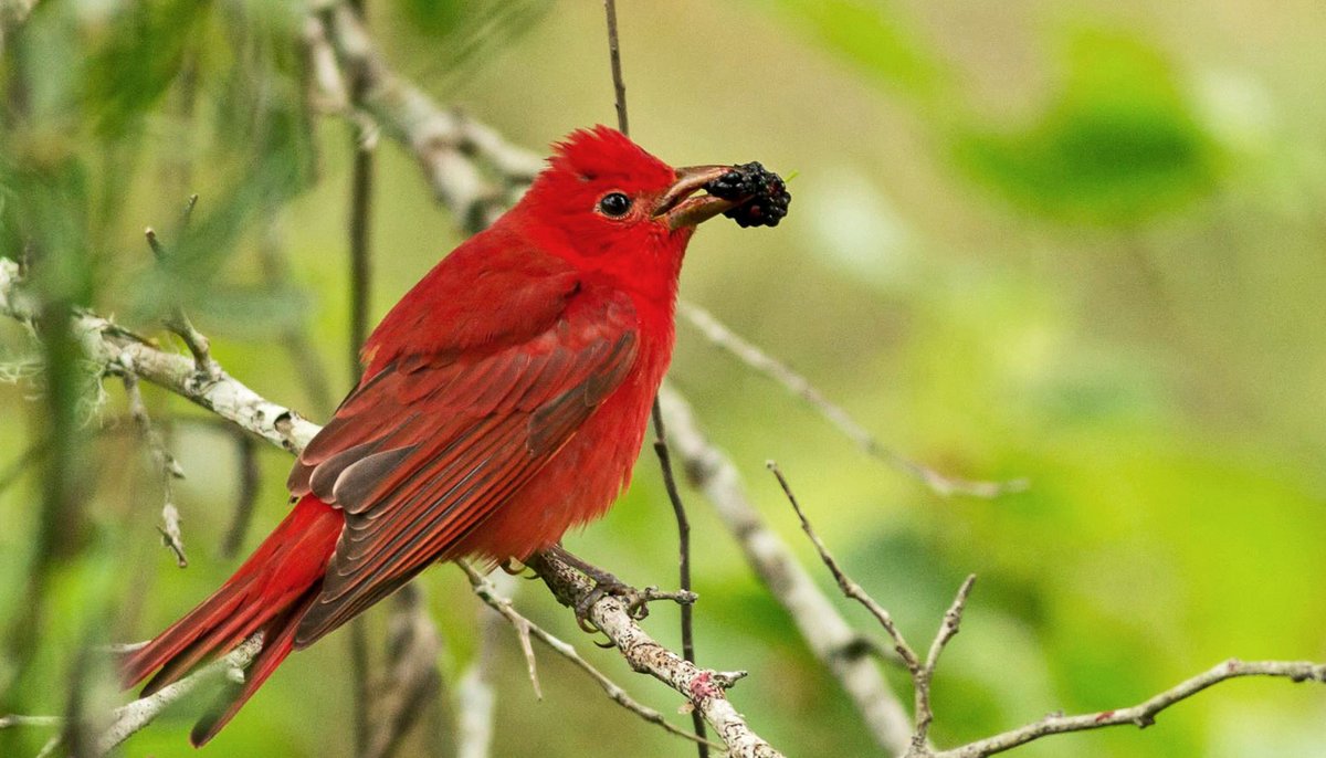 The Summer Tanager, one of 16 birds observed in the study. (Credit: U. Missouri)