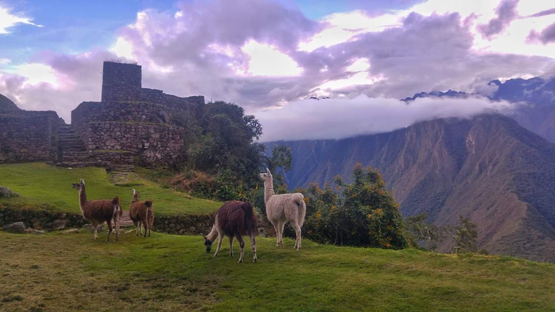 authentic_treks's tweet photo. Some Llamas Walking  through  one of the archeological  sites on Inca Trail #vacations #localexperience #travel2019 #youshouldbehere @LeonandTash1 @NatGeo @Ry_Mitch_Lives @ecotravelist https://t.co/947lwytFPH