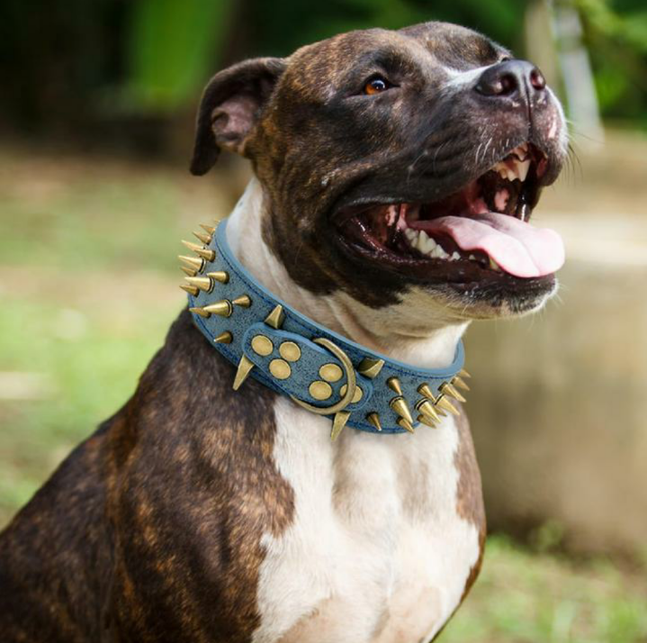JoJosWorldStore's tweet photo. Our customers are loving the Spiked Punk Rock Premium  Leather Dog Collars🐾🔥

Available at: https://t.co/sMGdsxMocY
_______
#spikedcollars #dogcollars #dogshop #largedogs #punk #edgy #dogcollarshop #trustedselleronline #freeshippingworldwide #TeamJoJosWorld https://t.co/cKjH70cSjS