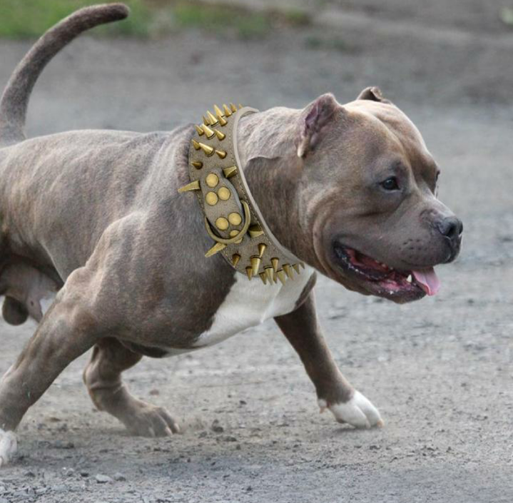 JoJosWorldStore's tweet photo. Our customers are loving the Spiked Punk Rock Premium  Leather Dog Collars🐾🔥

Available at: https://t.co/sMGdsxMocY
_______
#spikedcollars #dogcollars #dogshop #largedogs #punk #edgy #dogcollarshop #trustedselleronline #freeshippingworldwide #TeamJoJosWorld https://t.co/cKjH70cSjS