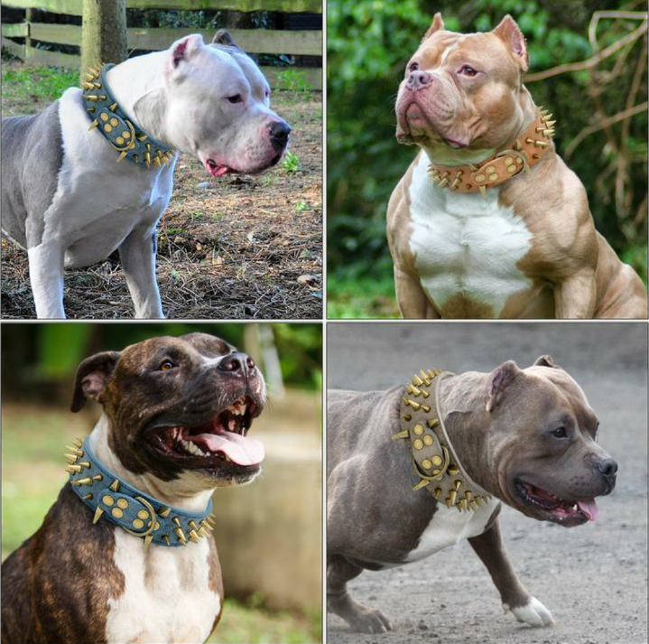 JoJosWorldStore's tweet photo. Our customers are loving the Spiked Punk Rock Premium  Leather Dog Collars🐾🔥

Available at: https://t.co/sMGdsxMocY
_______
#spikedcollars #dogcollars #dogshop #largedogs #punk #edgy #dogcollarshop #trustedselleronline #freeshippingworldwide #TeamJoJosWorld https://t.co/cKjH70cSjS