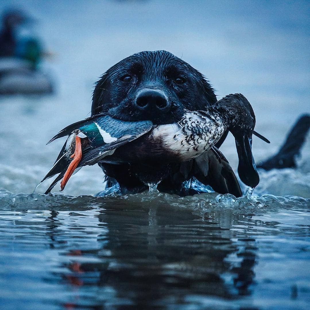 Mojo_Outdoors's tweet photo. A trophy retrieve 😬
.
📸 @buzzhayes | @theconfluencegroup
#honeybrake #waterfowl #duckhunting #duckseason #mojooutdoors #spoonzilla #duckhunting #spoonie https://t.co/nOEPXsK1hm