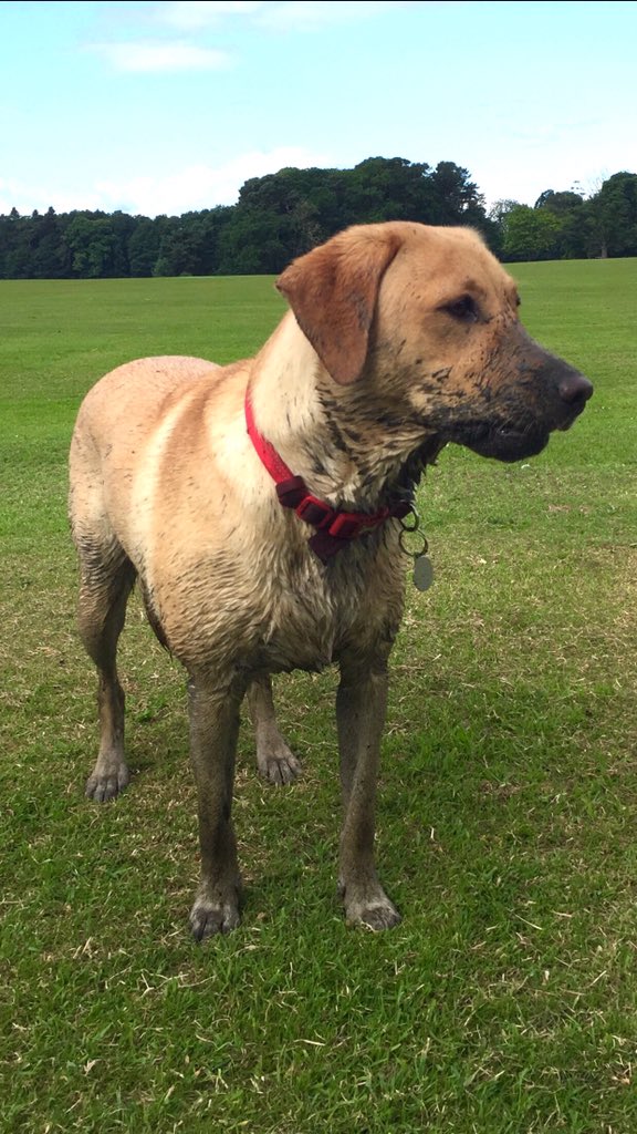 MopandplopBower's tweet photo. @SuzyTheLab Hi Suzy, this is Mhàiri, gun dog in training, 1 year old on Saturday, and this was taken after she’d jumped into a muddy bog when out with her Grandad... #filthypup 😬😂😂 https://t.co/oebOyQprz6