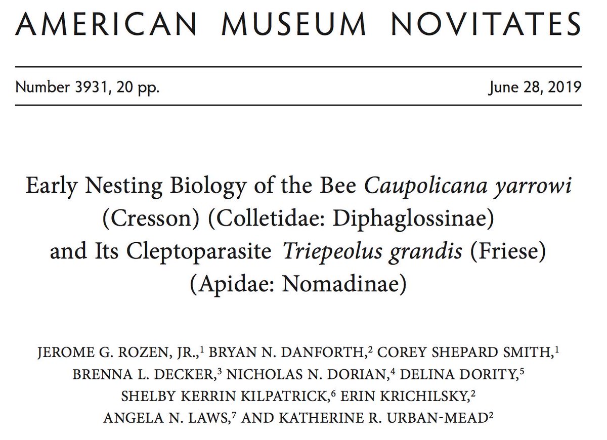 SKK_Anthophila's tweet photo. I learned & enjoyed so much working on this project with 2018 @AMNH #BeeCourse instructors & students, including @buggyb1020 @bee_searcher @Bee_Whiz @KassUrban_Mead! 🐝 Thanks, everyone!
https://t.co/lN50o5qJ6C
#bees #solitarybees #Caupolicana #Colletidae #Triepeolus #Apidae https://t.co/77Zq7gu3B3