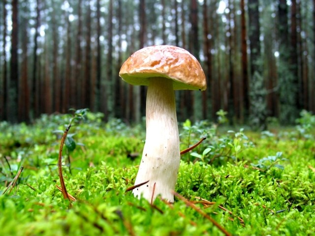 DrToddShupe's tweet photo. Read more about this my latest blog post "Wood Is Good Medicine," from https://t.co/5KCUZgwqHw.  Click to read:  https://t.co/Obijd7ek4O #Woodexpert #Thewooddoctor #Stress #Wood https://t.co/rMWylwqdTw