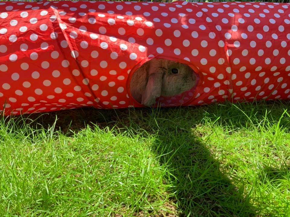 bristolrabbitre's tweet photo. Peak-A-Boo! ๐ฐ #Floppy #bunny #playtime #littlelivesmatter #brraf https://t.co/eIQa5yDLNW