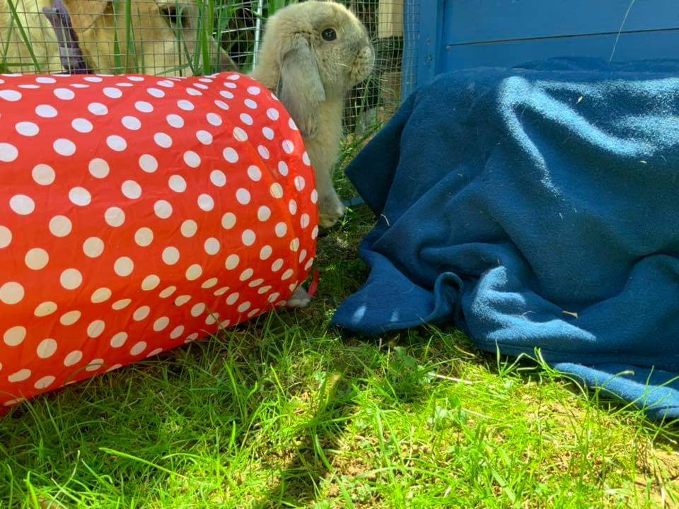 bristolrabbitre's tweet photo. Peak-A-Boo! ๐ฐ #Floppy #bunny #playtime #littlelivesmatter #brraf https://t.co/eIQa5yDLNW