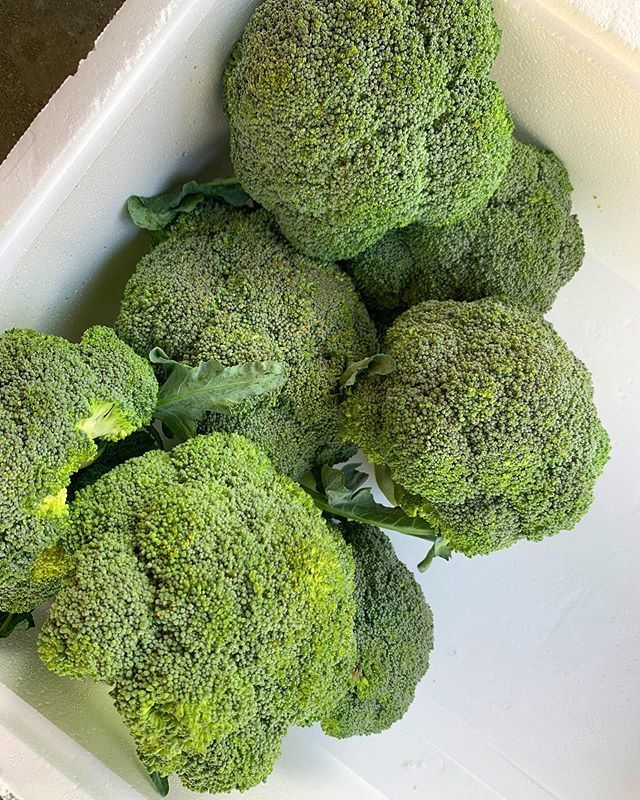 MarketGirl_NG's tweet image. Broccoli is back in store. We sell cheaper than your favorite departmental stores. 
Slide into our DMs.
•
Click the link in bio,
WhatsApp : 08083837713 or send us a DM to order for your fresh ingredients in wholesale and retail quantities.

#lagosfoo… ift.tt/2LBVqHT