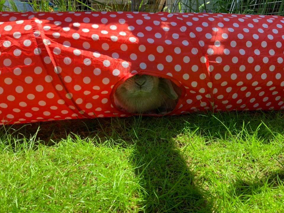 bristolrabbitre's tweet photo. Peak-A-Boo! ๐ฐ #Floppy #bunny #playtime #littlelivesmatter #brraf https://t.co/eIQa5yDLNW