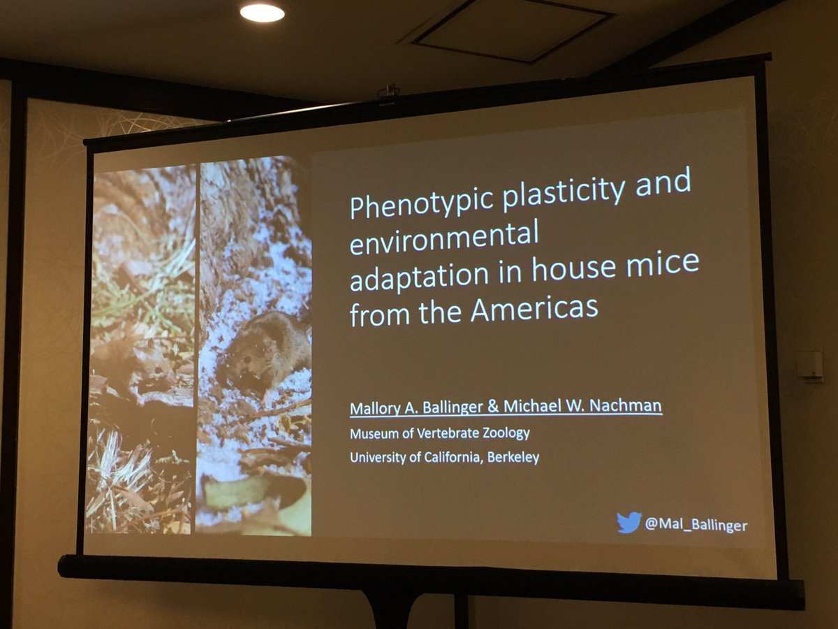 kwasiscientific's tweet photo. Does plasticity facilitate or constraint adaptation? When you put Brazilian house mice in a cold room, morphological and physiological traits shift towards  mice from upstate New York! Props to my fellow @MVZUCB member @Mal_Ballinger! #ASM100 https://t.co/aErqjuNIX0
