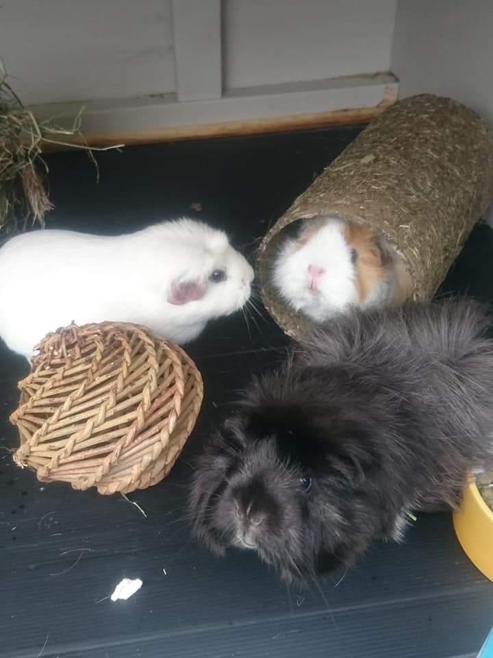 bristolrabbitre's tweet photo. Star, Pearl and Rosie in their new home โค๏ธ๐น๐น๐นโค๏ธ so lovely to see โค๏ธ (Formerly Pepper, Frankie and Fudge) #fureverhome #trio #adoptdontshop #littlelivesmatter #brraf https://t.co/lPKXrD3Tzf