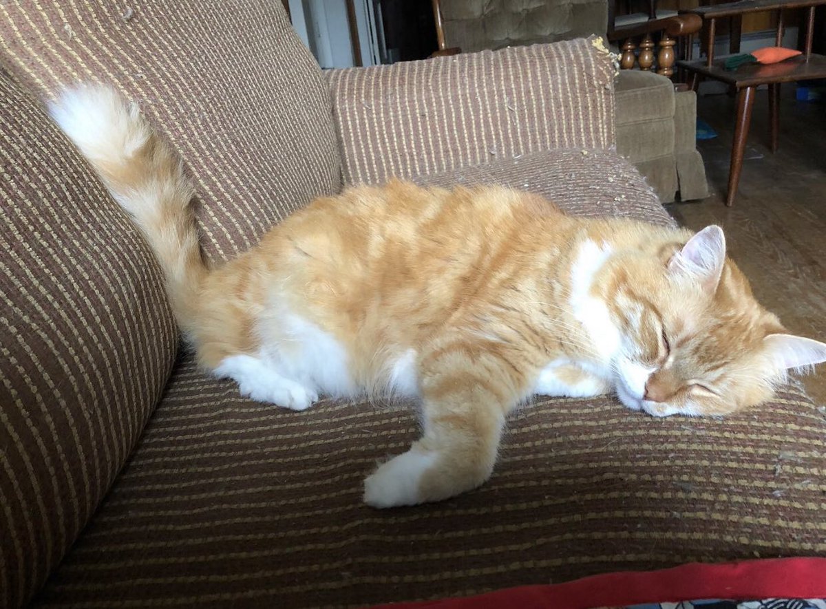 BooBoyCatToys's tweet photo. Instead of #tongueouttuesday, Linus chooses to celebrate #TailUpTuesday
#ntot
#catsoftwitter #adoptdontshop #cattoys #rescuecat https://t.co/1aW0DFsdj3