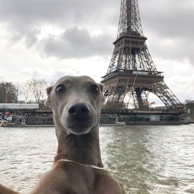 marcy_colangelo's tweet photo. Summer vacay #selfie
.
BTW, the garbage tastes c’est bon 👌🏼 .
.
#iggysofinstagram
#iggylife #iggylove
#italiangreyhound #italiangreyhoundsofinstagram #animalsinfluence #dogs #dogsofinstagram #ilovemydog #bestdog #instapet #yolo #paris #dogselfie #tourei… https://t.co/k3VPHIo17K https://t.co/PzsUasto0a