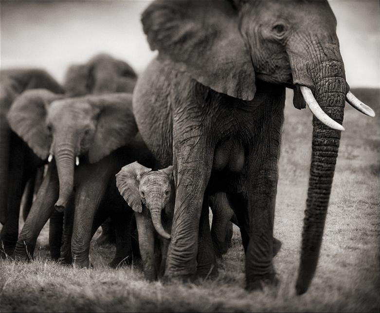 No one needs ivory except an elephant. #BanTrophyHunting