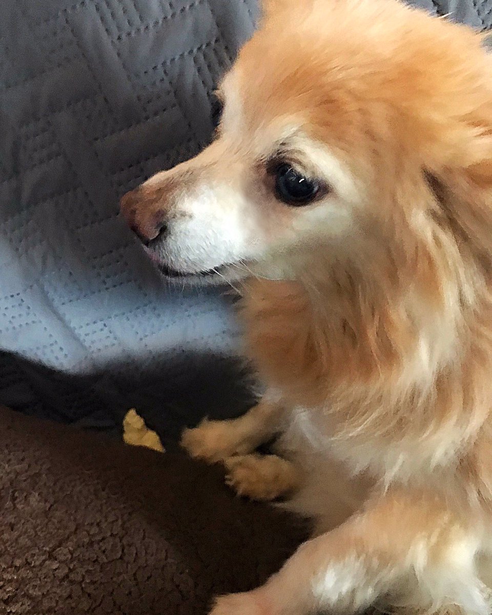 sarahanunn's tweet photo. 3:40 a.m.
Nacc has decided to move her stash of petrified cheese curds from wherever she had them hidden to the couch. And now she’s trying to bury them in the pillows.
I have no normal dogs.
😱
#Dogsomnia #HooliganDog #Floofawoowoo #SeniorDog #cheese #DogsofTwittter https://t.co/sVTlyDUXvY