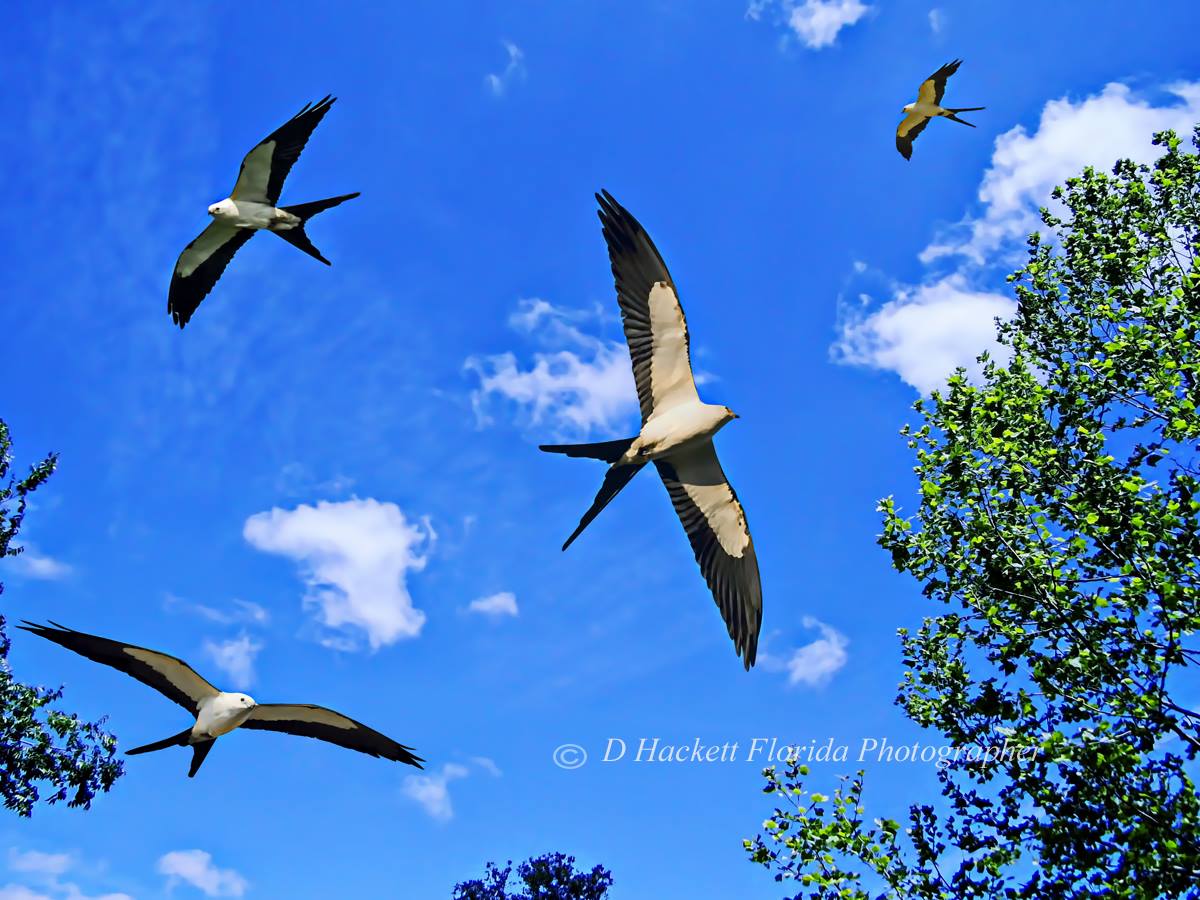 dhackett4150's tweet photo. Thank you to the buyer in Gainesville Florida for their purchase of God Answers My Prayers For Adam by D Hackett Image Size: 16.000" x 12.000" #swallowtailed #kites https://t.co/MNcpiLltIx