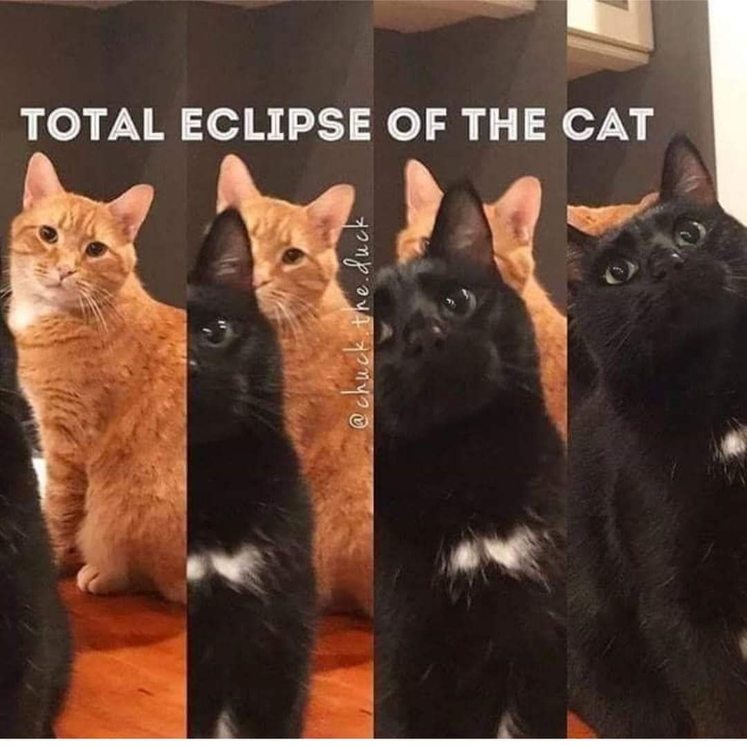 EPA_Chile's tweet image. Nuestro eclipse animaluno 🐈🐈🐈🐈 #Animales #Compañerosdevida #Eclipse #EPAnews #EPAChile