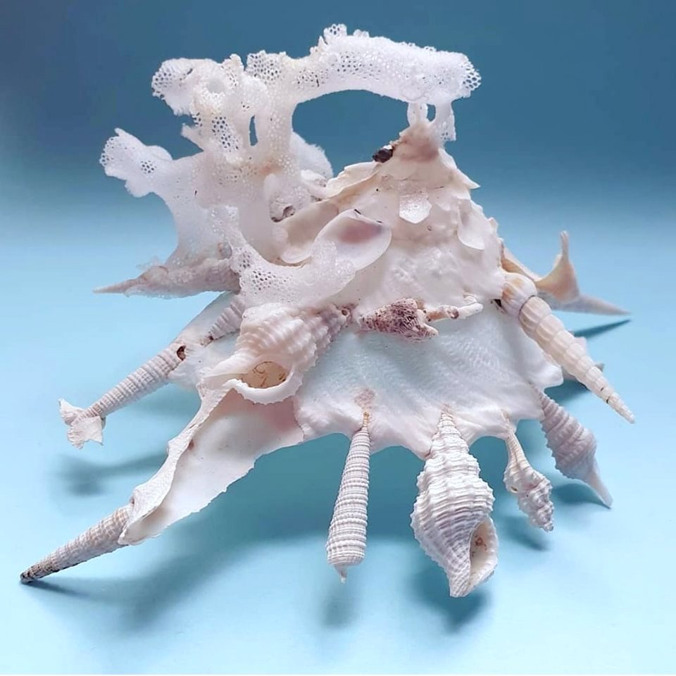 FemoraleShells's tweet photo. Carrier Shell, Xenophora pallidula (Reeve, 1842) - Queensland. A carrier shell will cement stones, other shells, sponges, and other debris to its shell.
image: Australian Shell Collectors Group #carriershell #Xenophora #gastropod #mollusc https://t.co/SpCaxXRJg3