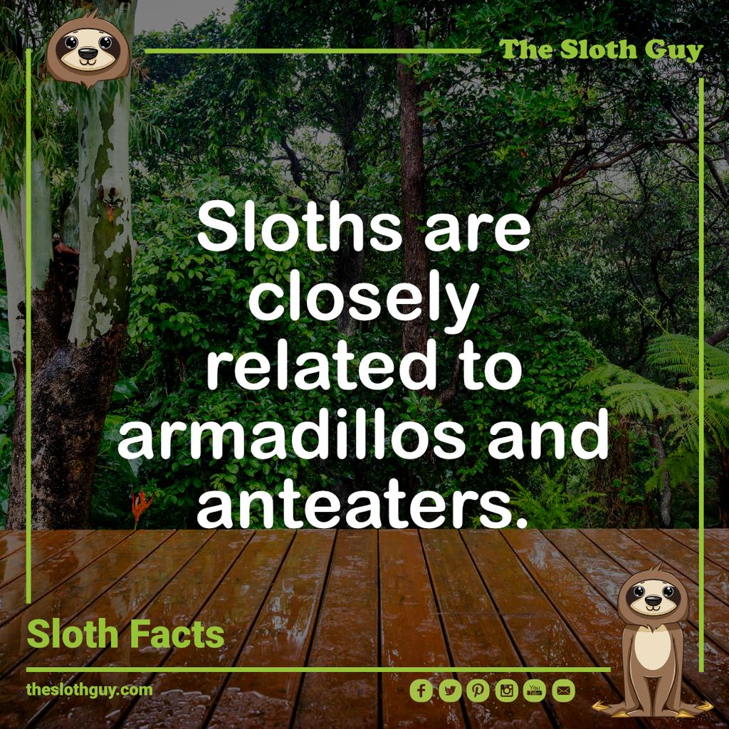 The_Sloth_Guy's tweet photo. #nature #wildlifephotography #travel #animals #adventure #photography #naturephotography #safari #photooftheday #conservation
#sloths #slothlife #sloth #instasloth #slothlove #slothlover #animals #slothy #slothmeme #slothsofinstagram #slothofinstagram https://t.co/Hfkzkd6syX