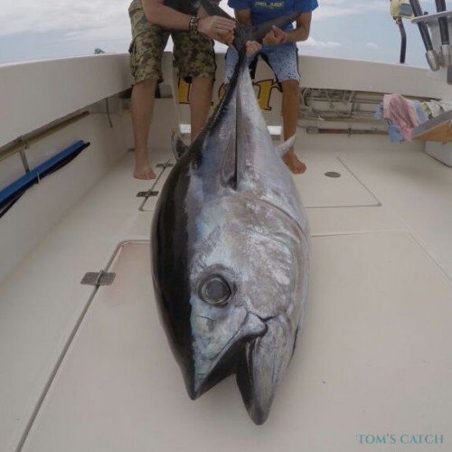 DESVEDA's tweet photo. Noticias sobre la campaña de pesca deportiva de túnidos 2019 #sialapesca #mardefondo #patudo #tunidos https://t.co/BuzENMFYCz https://t.co/RCQ6wQPTKK