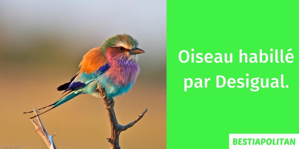 bestiapolitan's tweet photo. @le_gorafi Dernière victime de #Desigual https://t.co/c3ftNDmBXi