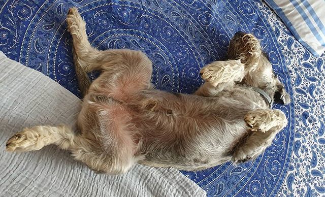 PaniTheBoss's tweet photo. ¿Siesta? Siesta.
#InstaBoss #schnauzer https://t.co/dHIx62FWG5 https://t.co/9NmoPKwTCZ