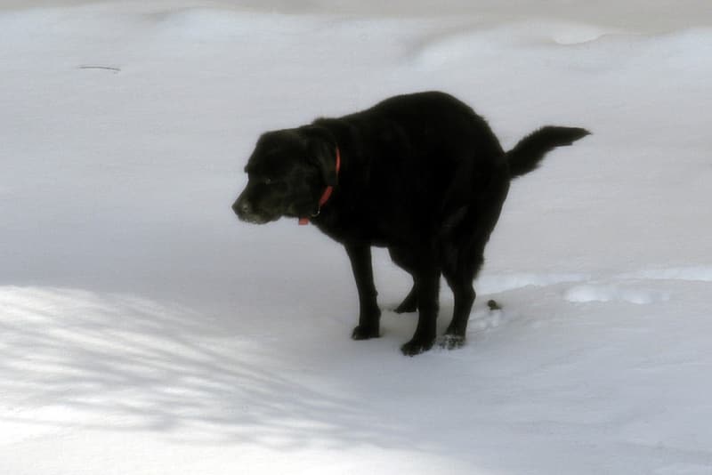 Doggie Fun Fact - 8. When dogs poop they prefer to do it in alignment with the Earth's magnetic field.

#dogs #cats <a href="/STESA_org/">STESA.org</a> #service animals <a href="/STESAofNV/">STESA.org of NV</a> <a href="/STESAofCA/">STESA.org of CA</a>