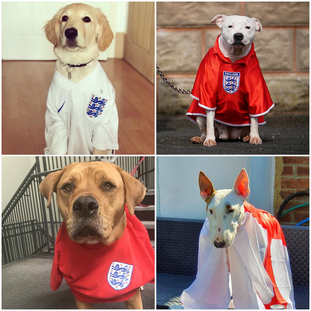 Match of the Day tweet media