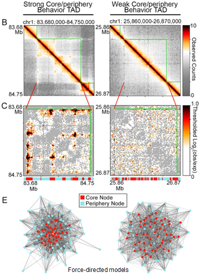 HarveyHuangMed's tweet photo. My sr thesis is out! https://t.co/6iEvuJyyyg 
Imagine a flight network: core airports (eg ORD) -> all airports big &amp; small, but periphery airports (eg RST) -> big airports only. Chromatin can fold this way too! Core nodes = hyper-connected loops enriched for CTCF &amp; severe daSNVs. https://t.co/xFJBvv5FbA