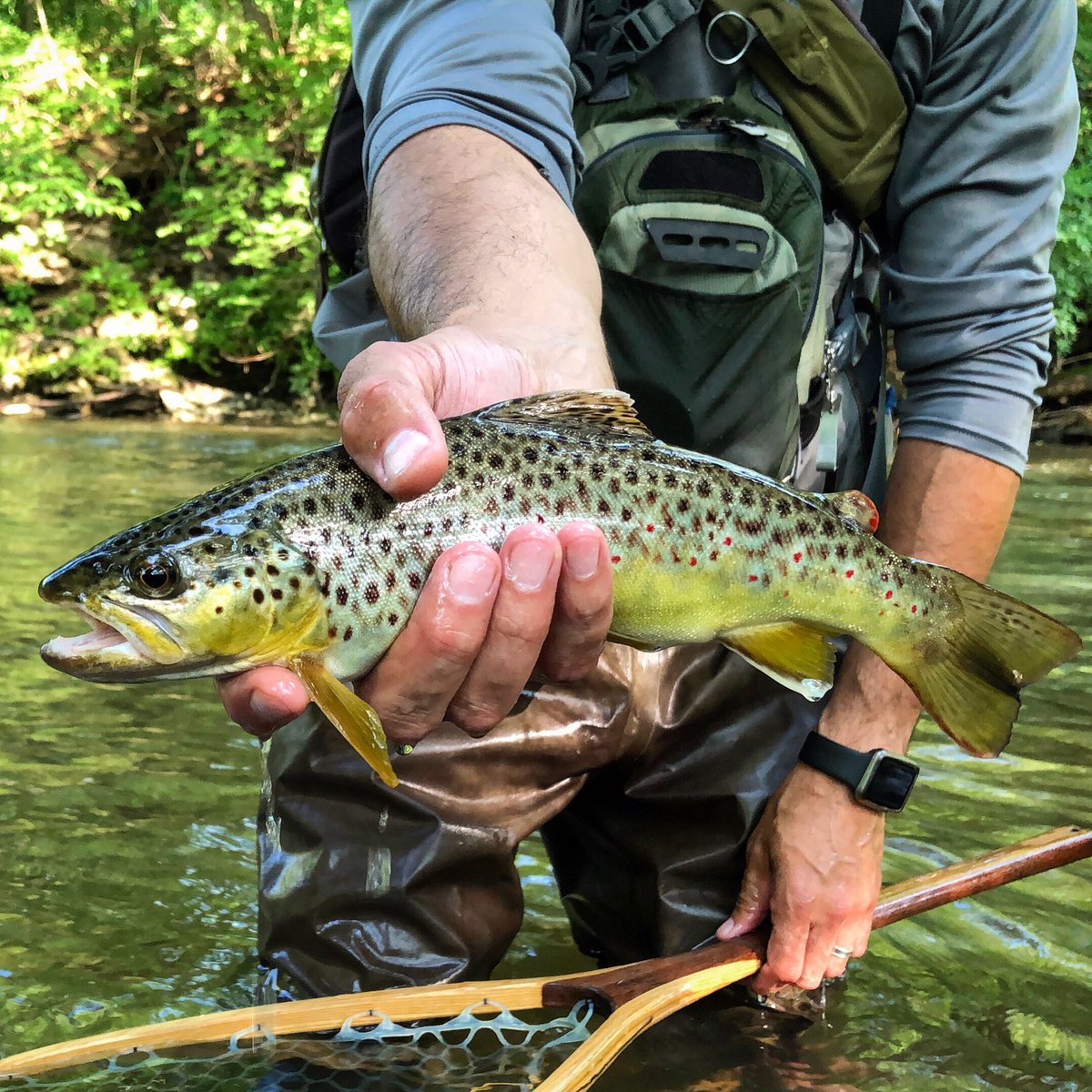 troutit's tweet photo. Pretty Wild! 🤪  Don’t think I handled one stockie on this session.  Exciting to see our local fisheries flourish.  #flyfishing #photography https://t.co/sB12Fum35j