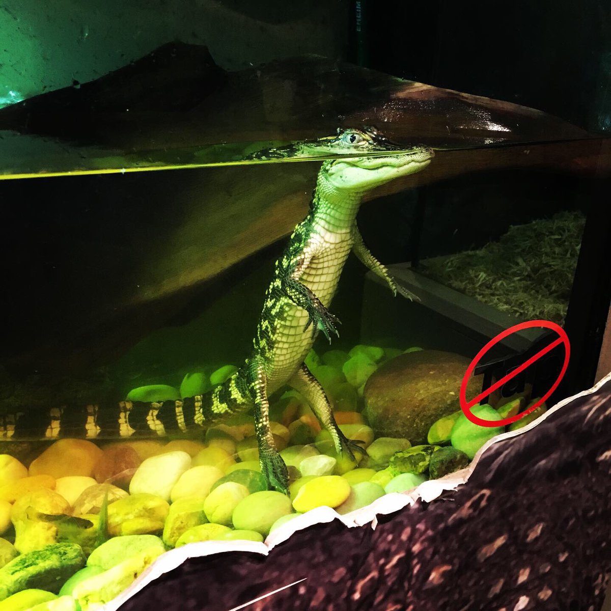 jenny_jolee's tweet photo. Baby alligators are so cute! 🐊 #tybeeisland #tybeebeach #alligator #starfish #coastalgeorgia #tybeeislandmarinesciencecenter https://t.co/TK1GF4AVWo