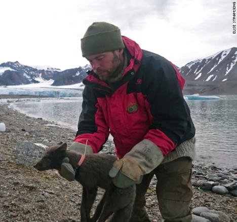 apecs_germany's tweet photo. This week's #polartuesday features foxy's pretty epic trek.
An Arctic fox has trekked from Svalbard to Canada, covering 3,506 km (2,176 miles) in 76 days. The fox was fitted with a transmitter from @NorskPolar.
Way to go, little fox! #gofoxgo π¦π³π΄βΆοΈπ¨π¦
https://t.co/uYMZtoCycr https://t.co/ej3e19u3tV