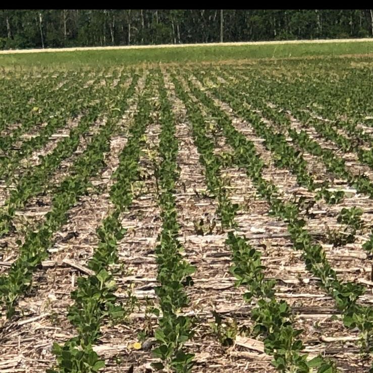 Sevita Soybean tweet media