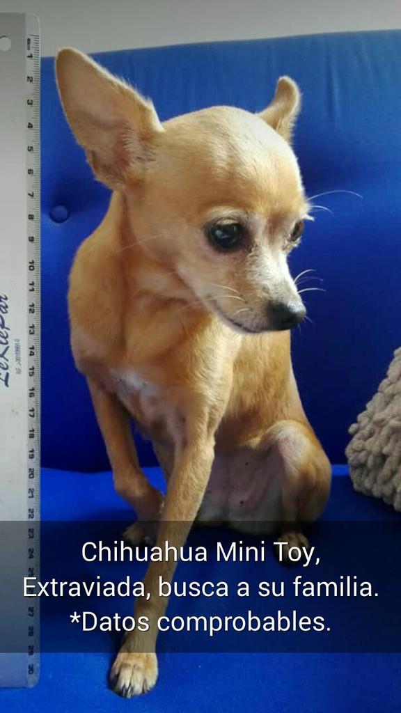 La Comodora tweet media