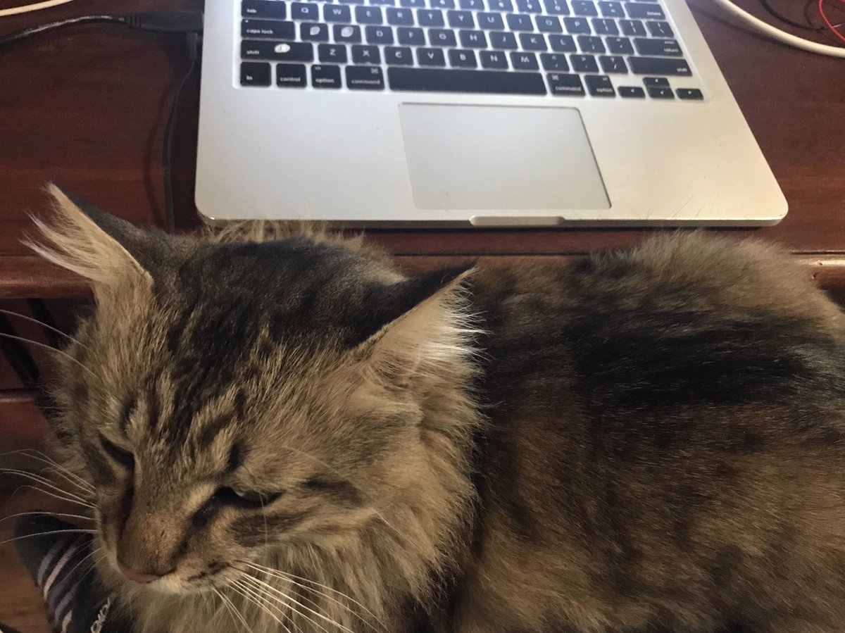 geochops's tweet photo. Annual review on work completed for my section is due and my cat Davy Jones is doing his best to help (and helping also to give lowkey Godfather vibes) #workcats https://t.co/VWCIdlL0hx