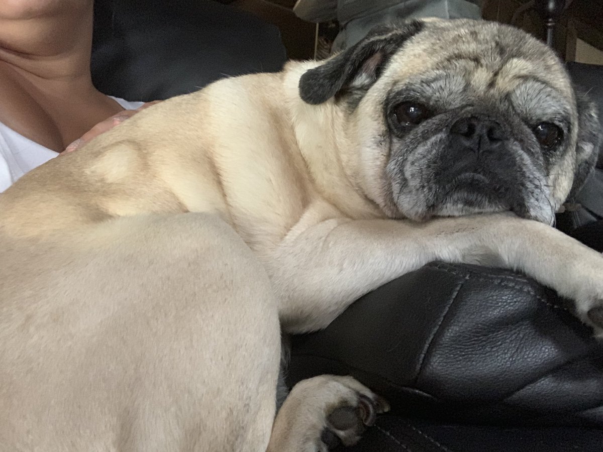 GeneralRoscoPUG's tweet photo. Soooo, we aren’t moving today right? We just stay here all day? #pugsnuggles #puglove #puglife #GeneralPug https://t.co/tqPiQ5inR7
