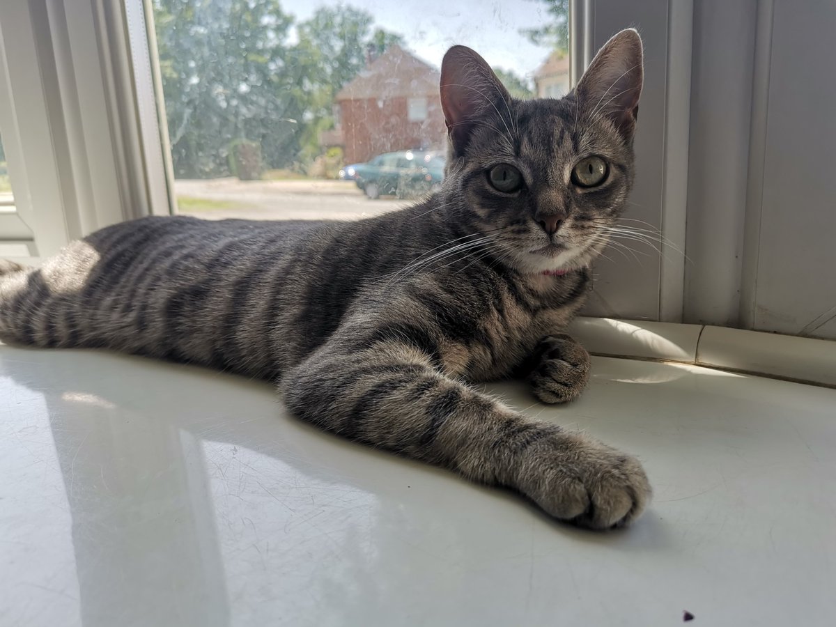 SarahA_RVN's tweet photo. My Maggie has been missing for nearly 48hrs now from Bagshot, Surrey. Please spread the word and check your garages, sheds, open windows etc. I'm worried sick, can't stop crying and just want her home in my arms! Please help! https://t.co/E2apA0gper https://t.co/Pt723sXRUl